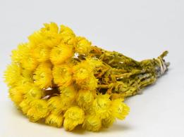 Helichrysum Vestitum Geel Droogbloemen