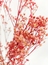 Gypsophila rosa/berry