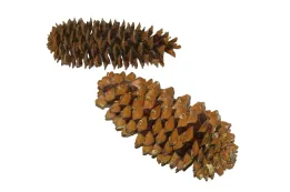 Sugar Pine Cone