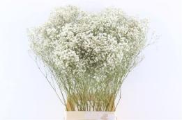 Gipskruid Gypsophila Naturel Wit