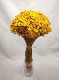 Glixia yellow - Dried Flowers