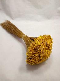 Glixia yellow - Dried Flowers