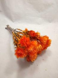 Helicrysum cape orange - fleurs séchées