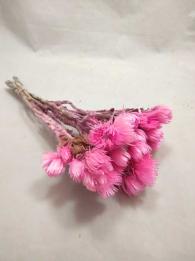 Helichrysum cape pink - Dried Flowers