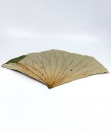 Lotusblad-lotus-blad-naturel-6stuks-35x25cm-bloemschikken