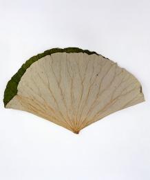 Lotusblad-lotus-blad-naturel-6stuks-35x25cm-bloemschikken