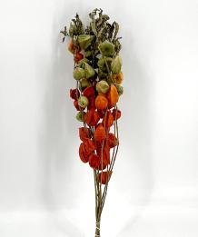 gedroogde Physalis oranje lampionnaturel 100 gr. 80 cm