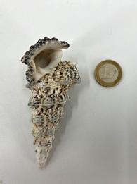 Schelpen Cerithium Nodelosum 1 kg