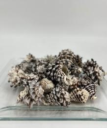 Schelpen Vasum Cornigerum 200 gr.