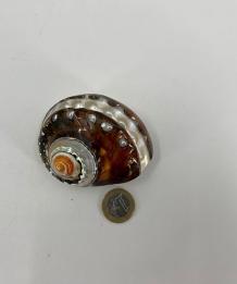 Landslak Turbo Sarmaticus Banded 8 cm