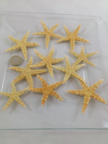 Zeester 5-7 cm (sugar starfish) 10 st.