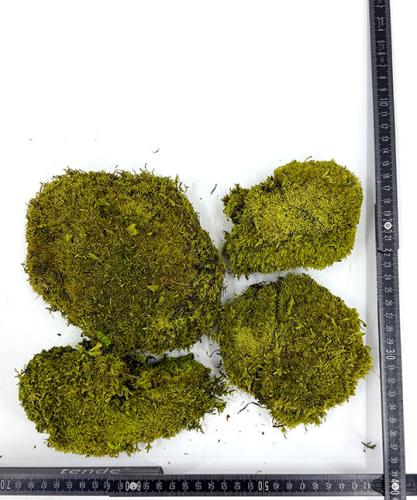 bolmos-kussentjesmos-250gram-lentegroen-bloemschikken-moswand-terrarrium