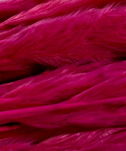 Fluffy pampas fuchsia 70 gr 75 cm