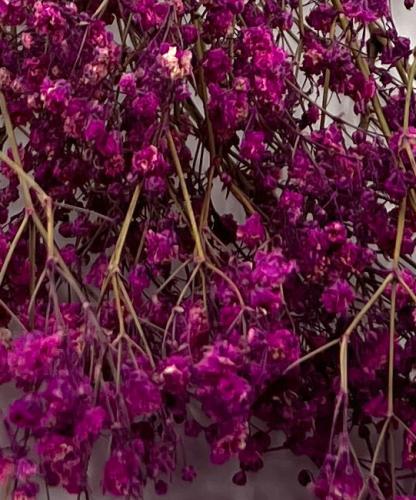 Gipskruid-Gypsophila-cherry-rose-droogbloemen-bloemschikken