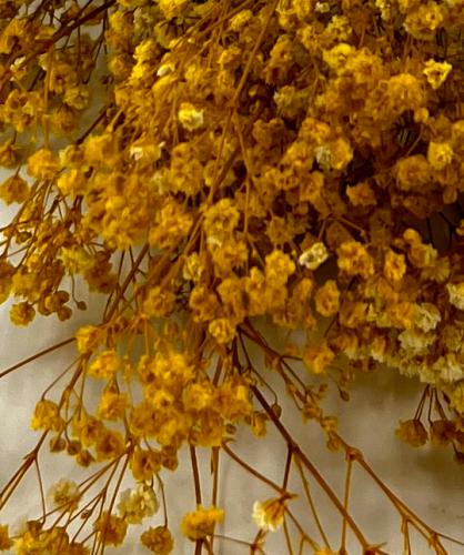 Gipskruid-Gypsophila-geel-droogbloemen-bloemschikken