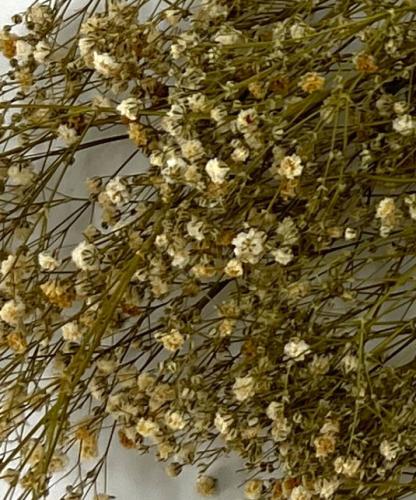 Gipskruid-Gypsophila-naturel-wit-droogbloemen-bloemschikken