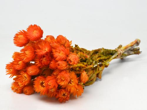 Helichrysum Vestitum Oranje Droogbloemen