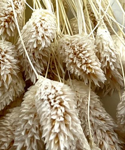 Gebleekt wit Phalaris of kanariekruid - droogbloemen