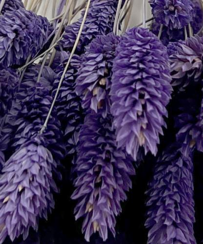 Paars lavendel Phalaris of kanariegras - droogbloemen