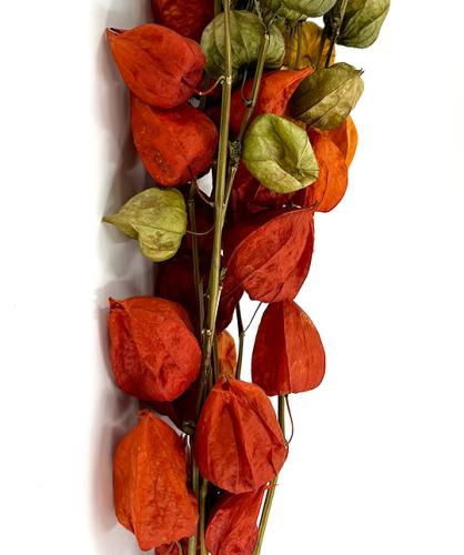 gedroogde Physalis oranje lampionnaturel 100 gr. 80 cm