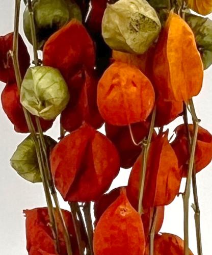 gedroogde Physalis oranje lampionnaturel 100 gr. 80 cm