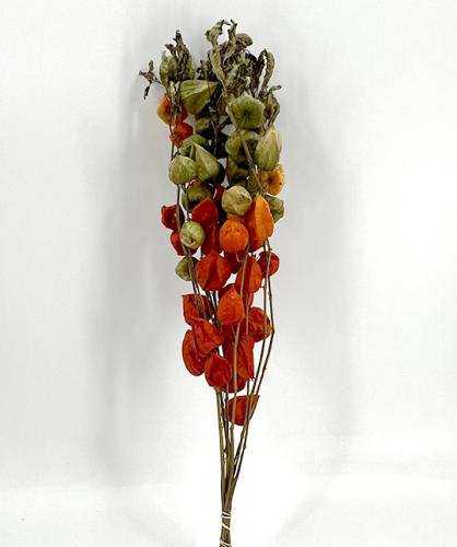 gedroogde Physalis oranje lampionnaturel 100 gr. 80 cm