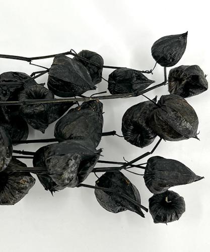 gedroogde Physalis lampion zwart 100 gr. 80 cm