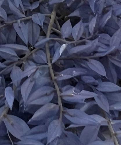 Ruscus paars blauw lavendel 10 takken 200 gram