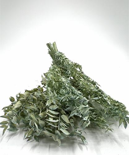 Ruscus mintgroen 10 takken 200 gram