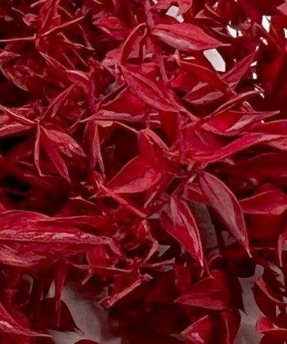 Ruscus rood 10 takken 200 gram