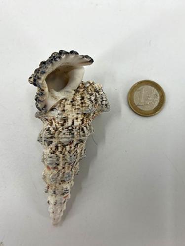 Schelpen Cerithium Nodelosum 200 gr.