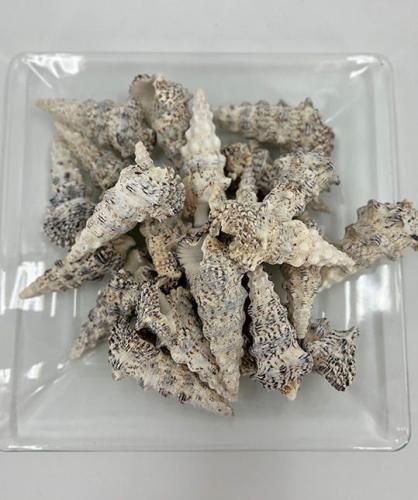 Schelpen Cerithium Nodelosum 1 kg