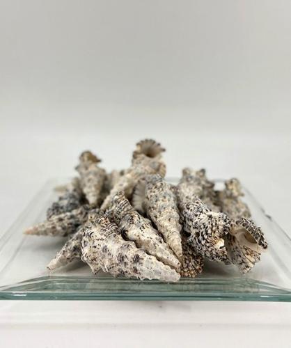 Schelpen Cerithium Nodelosum 1 kg